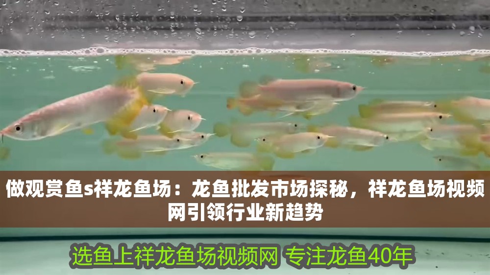 做觀賞魚s祥龍魚場：龍魚批發市場探秘，祥龍魚場視頻網引領行業新趨勢