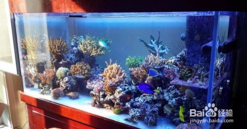 魚缸放在哪里最旺財2024，如何確定流年財位地運旺財方位查詢方法 魚缸放在哪里最旺財2024，如何確定流年財位地運旺財方位查詢方法 魚缸百科 第3張