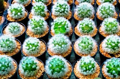 歐寶和森森魚缸哪個好：歐寶和森森魚缸各有優勢
