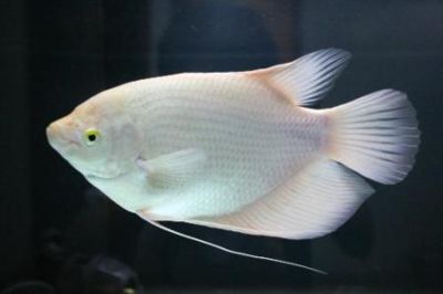 白子招財龍魚好養嗎（白子招財龍魚的飼養要點）