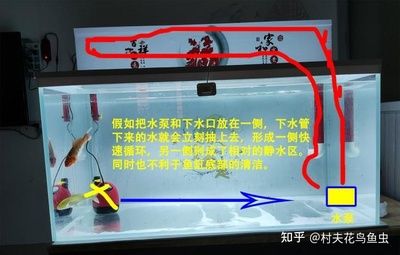 魚缸水質管理秘籍：風水學中的魚缸出水口應該放置在30厘米左右的位置