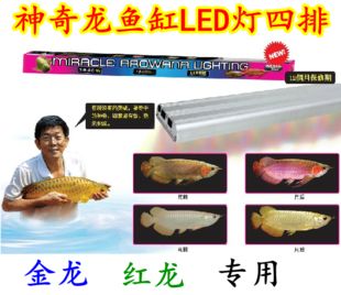 龍魚多大上冊燈：關于龍魚上側燈的問題