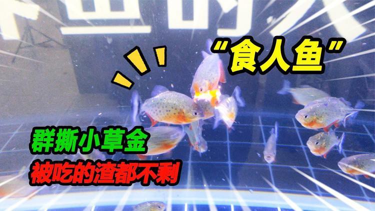 金龍魚大戰食人魚視頻