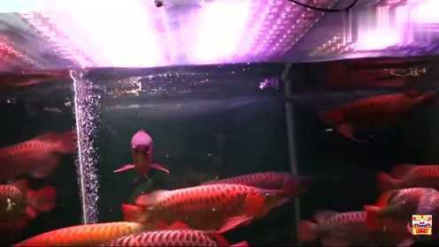 金龍魚大戰食人魚視頻