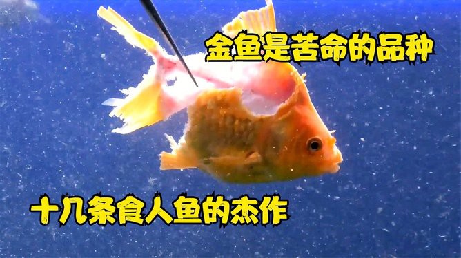 金龍魚大戰食人魚視頻