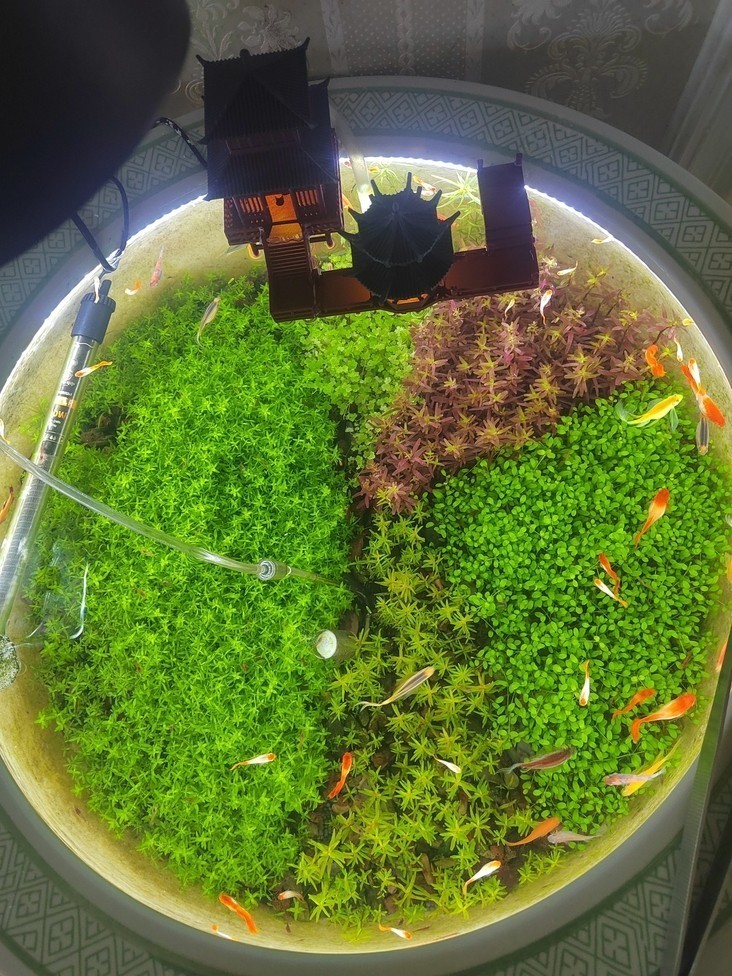 這應該不算古法缸吧？ 這應該不算古法缸吧？ 龍魚論壇 第1張