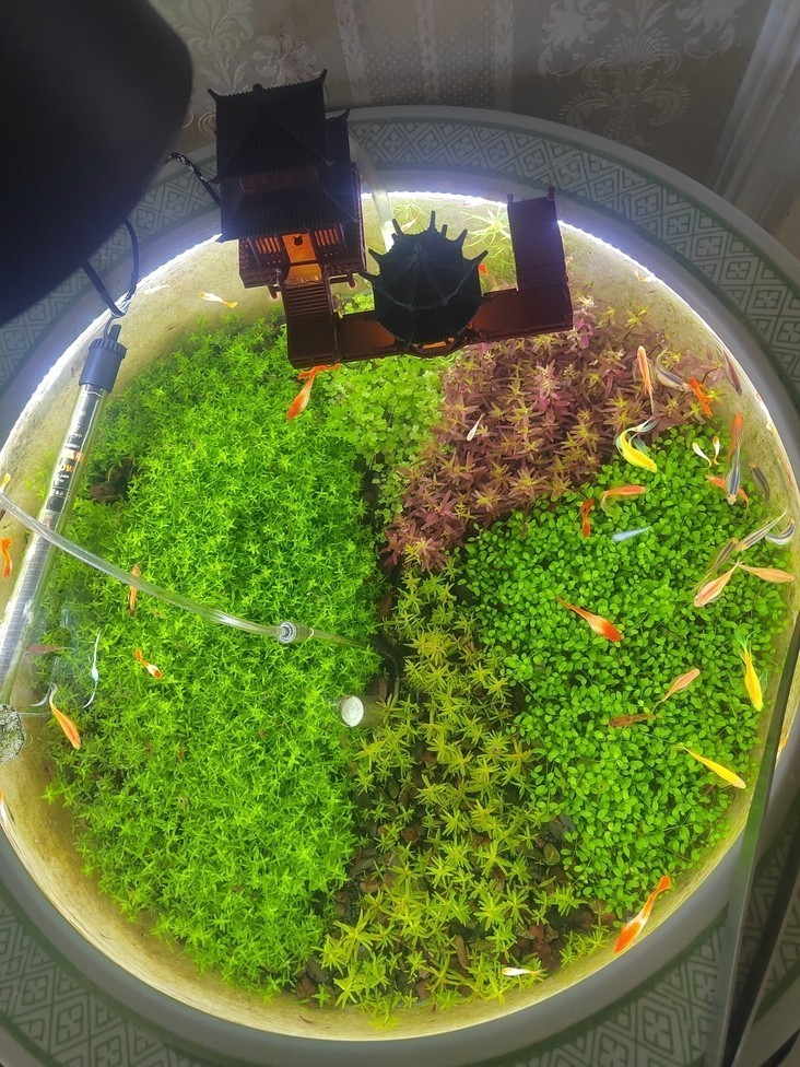 這應該不算古法缸吧？ 這應該不算古法缸吧？ 龍魚論壇 第4張