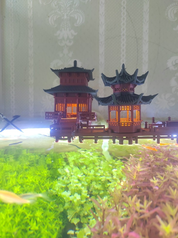 這應該不算古法缸吧？ 這應該不算古法缸吧？ 龍魚論壇 第3張