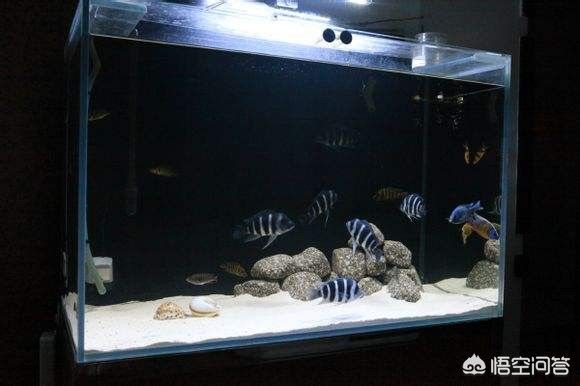 魚缸換水后水質發(fā)白怎么辦？：換水后魚缸發(fā)白怎么辦？ 魚缸換水后水質發(fā)白怎么辦？：換水后魚缸發(fā)白怎么辦？ 魚缸百科 第2張