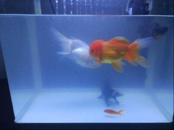 魚缸換水后水質發(fā)白怎么辦？：換水后魚缸發(fā)白怎么辦？ 魚缸換水后水質發(fā)白怎么辦？：換水后魚缸發(fā)白怎么辦？ 魚缸百科 第3張