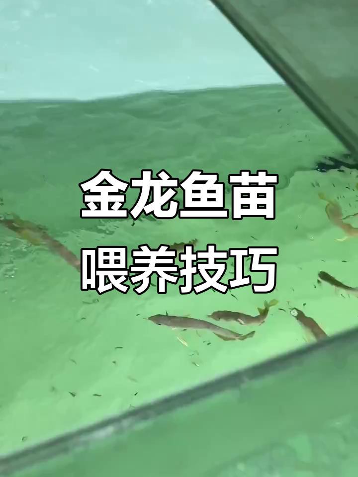 藍(lán)金龍魚(yú)多久喂一次？