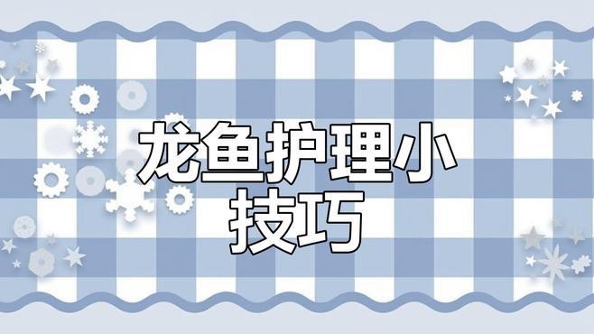 龍魚壞鱗片怎么處理