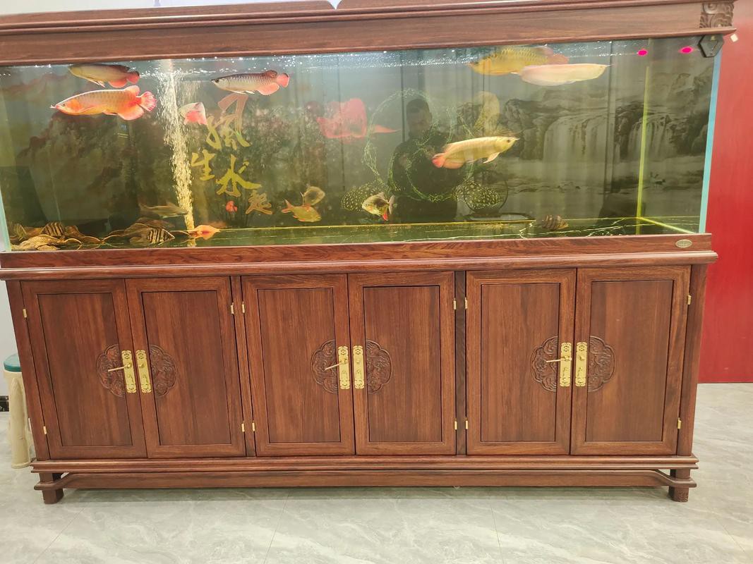 金龍魚跟銀龍魚可以一起養嗎圖片 金龍魚跟銀龍魚可以一起養嗎圖片 龍魚百科 第17張