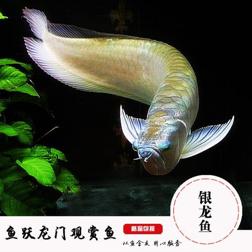 金龍魚跟銀龍魚可以一起養嗎圖片 金龍魚跟銀龍魚可以一起養嗎圖片 龍魚百科 第7張