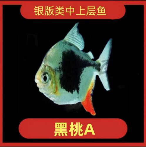 金龍魚跟銀龍魚可以一起養嗎圖片 金龍魚跟銀龍魚可以一起養嗎圖片 龍魚百科 第15張