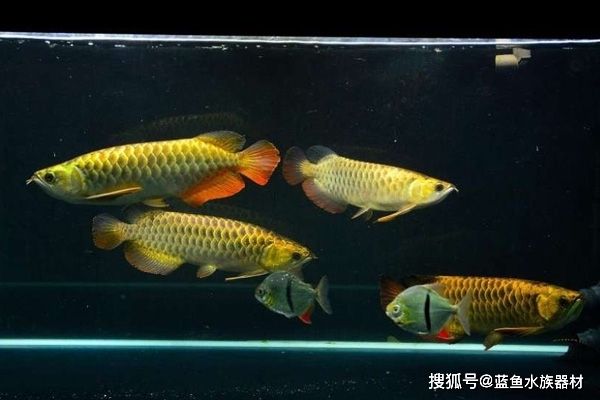 紅龍魚沉頭是怎么回事：紅龍魚沉頭可能是由于先天性或環境因素引起的，紅龍魚沉頭是怎么回事
