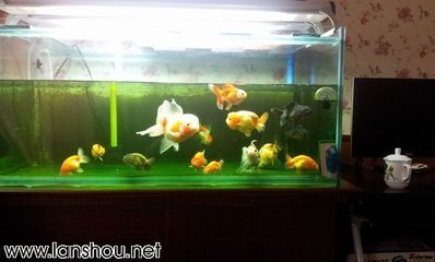 選擇黑魚魚缸需要綜合考慮多個因素，選擇黑魚魚缸需要考慮多個因素：如何根據魚的種類選擇適合的魚缸