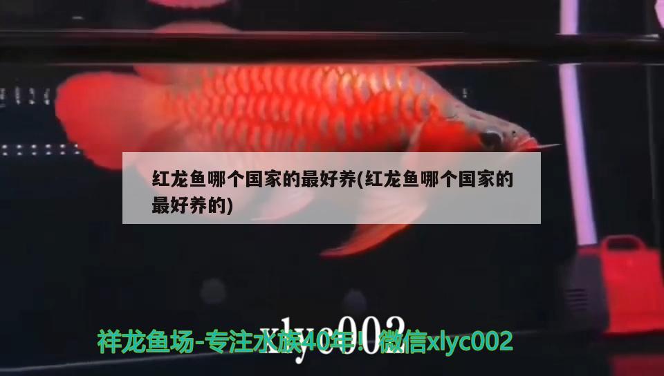 梅州市<strong><mark>梅江</mark></strong>區觀景水族店