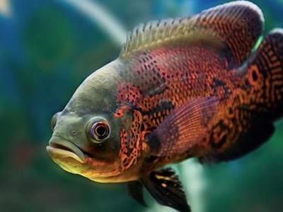 蛋仔派對龍魚怎么做：《蛋仔派對》蛋仔派對龍魚怎么做蛋仔派對龍魚制作方法