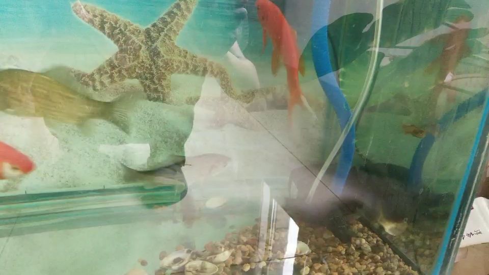 新手如何布置魚缸布置魚缸布置金魚缸的具體尺寸，魚缸布置圖片：新手如何布置金魚缸
