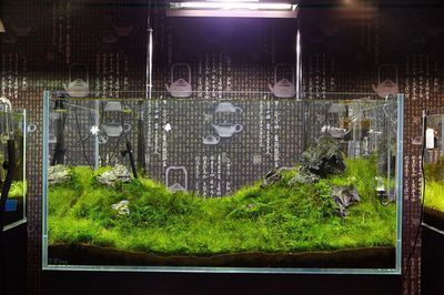 30厘米的魚缸造景，30cm魚缸造景水草搭配技巧小型觀賞蝦養(yǎng)殖要點 30厘米的魚缸造景，30cm魚缸造景水草搭配技巧小型觀賞蝦養(yǎng)殖要點 魚缸百科 第4張