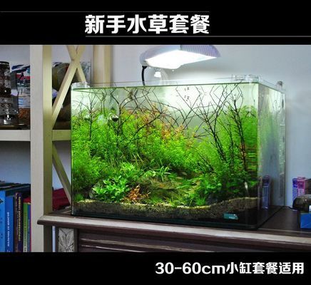 30厘米的魚缸造景，30cm魚缸造景水草搭配技巧小型觀賞蝦養(yǎng)殖要點 30厘米的魚缸造景，30cm魚缸造景水草搭配技巧小型觀賞蝦養(yǎng)殖要點 魚缸百科 第6張