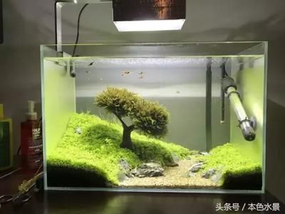 30厘米的魚缸造景，30cm魚缸造景水草搭配技巧小型觀賞蝦養(yǎng)殖要點 30厘米的魚缸造景，30cm魚缸造景水草搭配技巧小型觀賞蝦養(yǎng)殖要點 魚缸百科 第5張