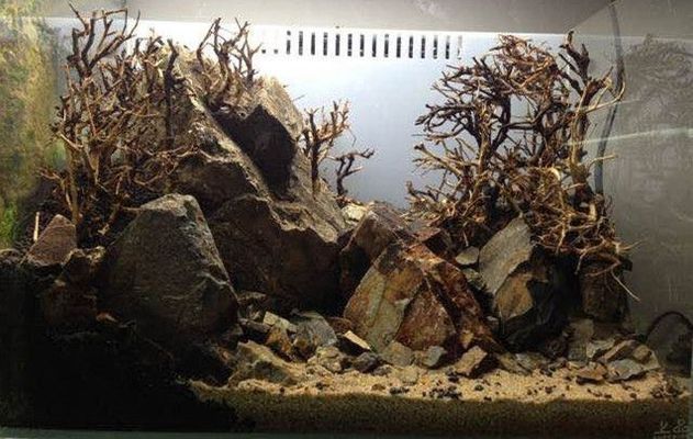 30厘米的魚缸造景，30cm魚缸造景水草搭配技巧小型觀賞蝦養(yǎng)殖要點 30厘米的魚缸造景，30cm魚缸造景水草搭配技巧小型觀賞蝦養(yǎng)殖要點 魚缸百科 第1張
