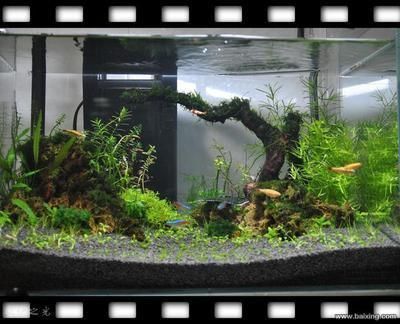 30厘米的魚缸造景，30cm魚缸造景水草搭配技巧小型觀賞蝦養(yǎng)殖要點 30厘米的魚缸造景，30cm魚缸造景水草搭配技巧小型觀賞蝦養(yǎng)殖要點 魚缸百科 第3張