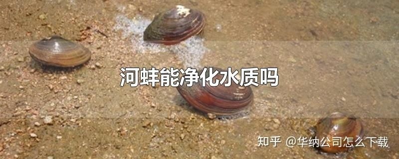 河蚌放魚缸里的凈水效果會導(dǎo)致水源污染：河蚌放魚缸里是否會導(dǎo)致水源污染 河蚌放魚缸里的凈水效果會導(dǎo)致水源污染：河蚌放魚缸里是否會導(dǎo)致水源污染 魚缸百科