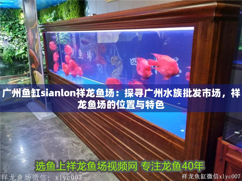 廣州魚缸sianlon祥龍魚場：探尋廣州水族批發市場，祥龍魚場的位置與特色