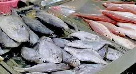 海水魚缸的養護技巧養護技巧海水魚缸的養護技巧：養海魚可以使用海水嗎？