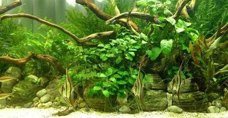 龍魚(yú)缸下土霉素的用量：關(guān)于龍魚(yú)缸下土霉素用量的詳細(xì)信息 龍魚(yú)缸下土霉素的用量：關(guān)于龍魚(yú)缸下土霉素用量的詳細(xì)信息 龍魚(yú)百科 第2張