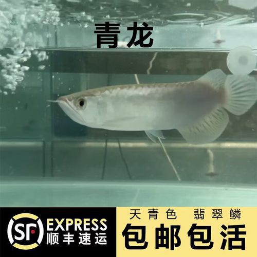 哪種紅龍魚最好看的圖片