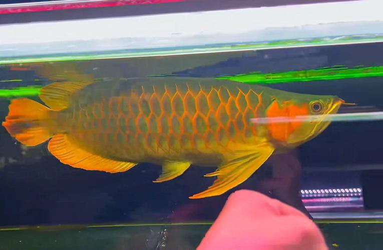 哪種紅龍魚最好看的圖片