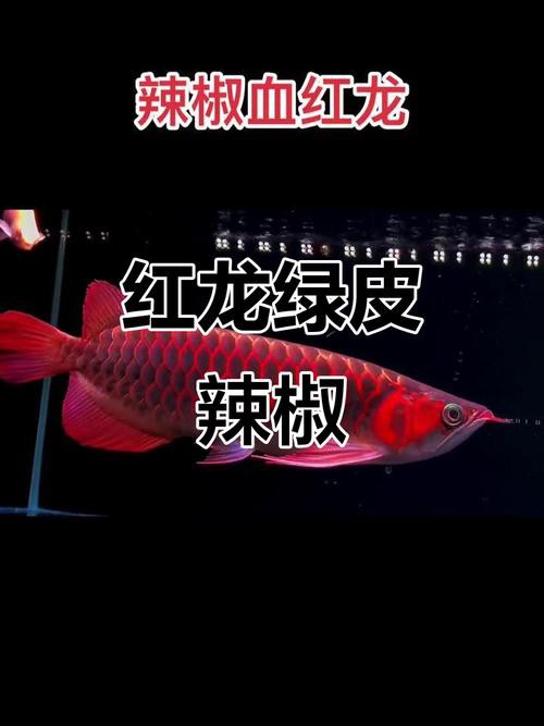 哪種紅龍魚最好看的圖片