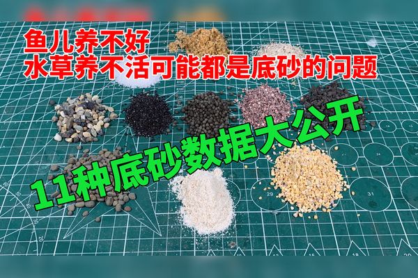 汕頭龍魚魚缸加工廠:汕頭龍魚魚缸,打造水族藝術(shù)的巔峰之作 魚缸百科 第3張 汕頭龍魚魚缸加工廠:汕頭龍魚魚缸,打造水族藝術(shù)的巔峰之作 汕頭龍魚魚缸加工廠:汕頭龍魚魚缸,打造水族藝術(shù)的巔峰之作 魚缸百科 第3張