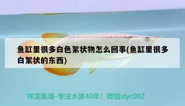 魚缸表面白色絮狀物：魚缸表面出現白色絮狀物可能由多種原因造成 魚缸表面白色絮狀物：魚缸表面出現白色絮狀物可能由多種原因造成 魚缸百科 第2張