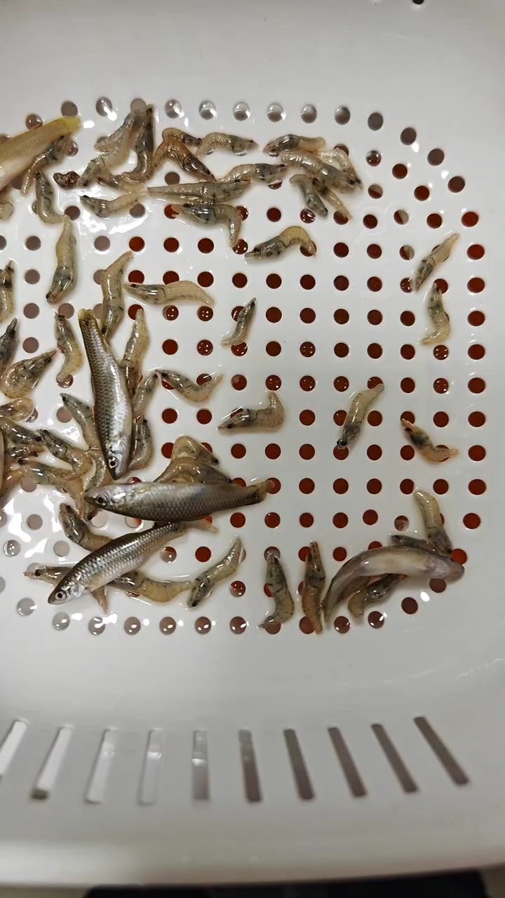 野生河蝦，野生麥穗魚喂食記