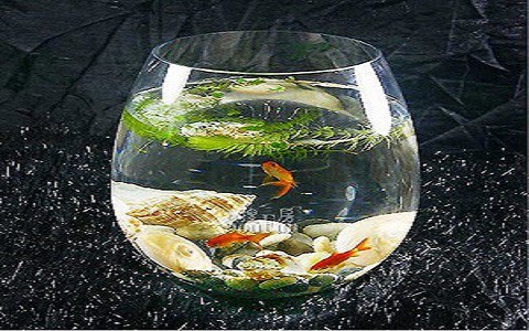 墾利區興隆街道池趣水族館