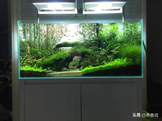 虹吸過濾魚缸虹吸制作方法自制（自制虹吸過濾系統）