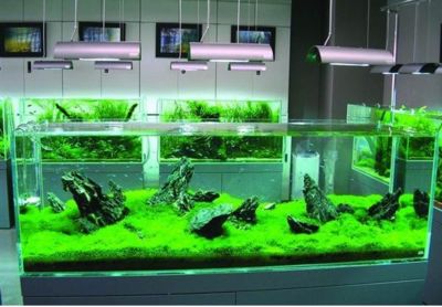 生態(tài)魚缸的科學原理：如何構建生態(tài)魚缸