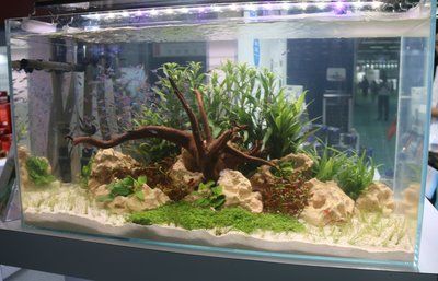 生態(tài)魚缸的科學原理：如何構建生態(tài)魚缸
