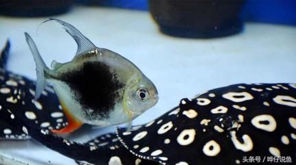 龍魚咬銀板魚怎么辦，如何解決龍魚咬銀板魚的問題