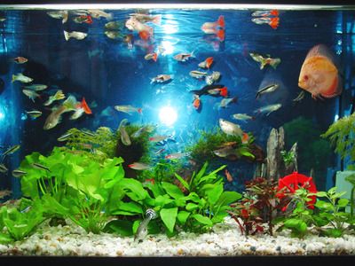 魚缸定制圖片大全集（家庭魚缸定制圖片大全） 魚缸定制圖片大全集（家庭魚缸定制圖片大全） 魚缸百科 第5張