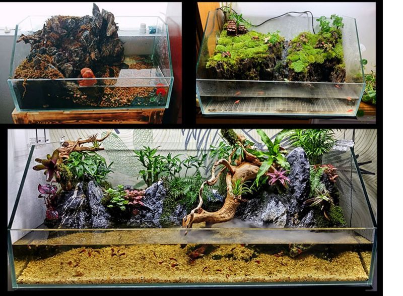 方形魚缸造景布局技巧圖（水族箱造景技巧）