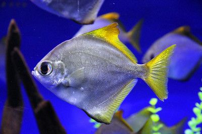 黃鰭鯧能和龍魚一起養嗎怎么養活的：黃鰭鯧和龍魚可以一起養嗎 黃鰭鯧能和龍魚一起養嗎怎么養活的：黃鰭鯧和龍魚可以一起養嗎 龍魚百科 第3張