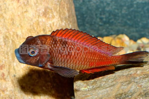 龍魚屬于什么魚科：龍魚屬于什么魚