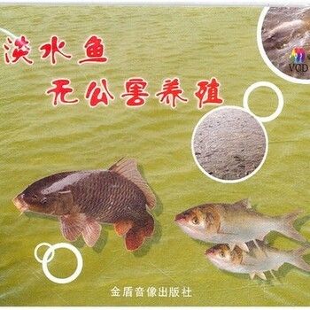 淡水魚魚缸混養(yǎng)的注意事項：淡水魚混養(yǎng)的注意事項 淡水魚魚缸混養(yǎng)的注意事項：淡水魚混養(yǎng)的注意事項 魚缸百科 第2張