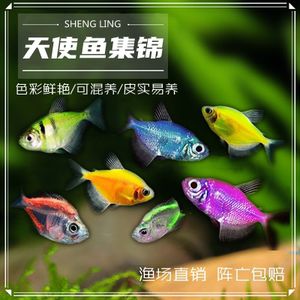 淡水魚魚缸混養(yǎng)的注意事項：淡水魚混養(yǎng)的注意事項 淡水魚魚缸混養(yǎng)的注意事項：淡水魚混養(yǎng)的注意事項 魚缸百科 第1張